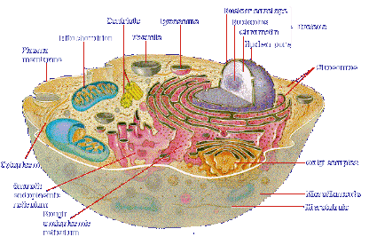 A "Simple" Cell: By chance of by Design?
